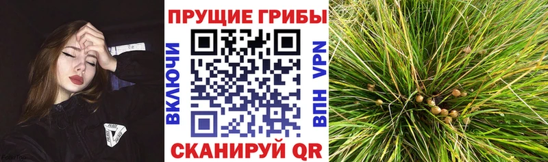 Купить закладки  Темников  Галлюциногенные грибы Psilocybe 